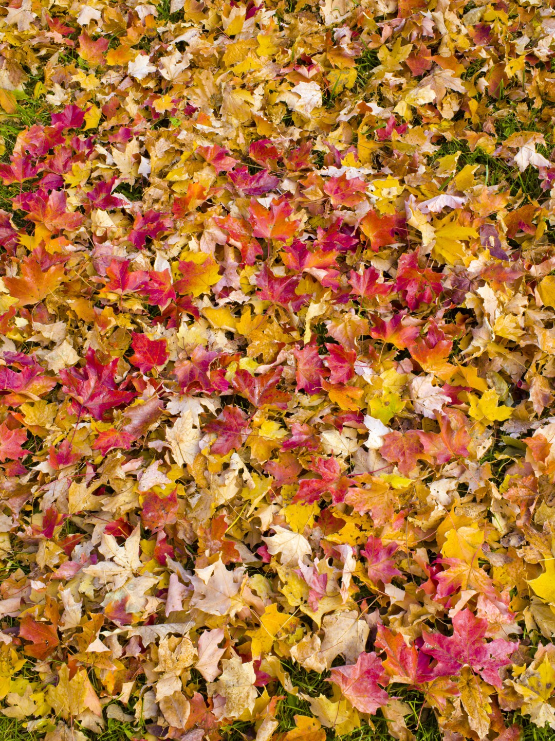 autumn colored leaves piled on lawn