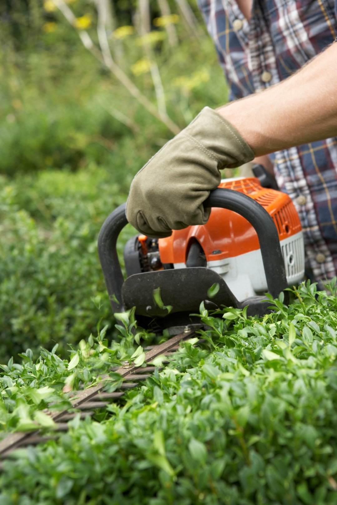 Man trimming hedge