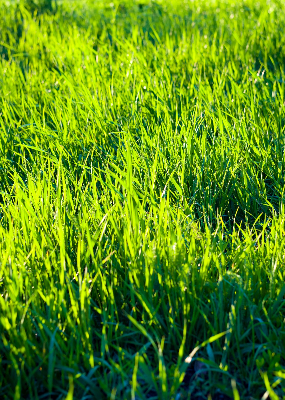 sunshine on a lush lawn